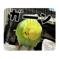 Rinrin_20250407081743