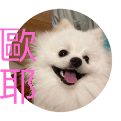 萌犬來襲旺汪～