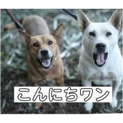 Segawa_20250406183351