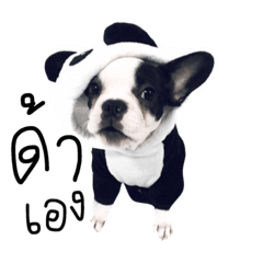 French Bulldog ver.Panda and friends