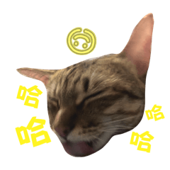 Lil Niuniu (Tabby cat)