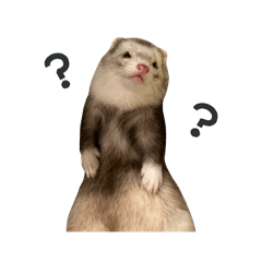 Ferret Miiko