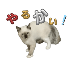 Neko_20250406164833