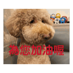 標準貴賓的表情