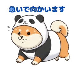 Panda Dog Moods & Reactions