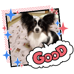 papillon popo dog