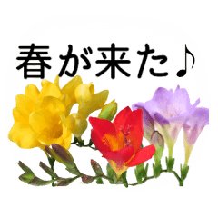 A floral message! Freesia