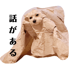 expressive dog_20250406192039