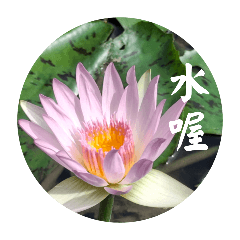 花花世界常用語