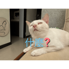 卯貓咪阿喵喵咪