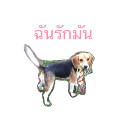 coco THE BEAGLE Thai ver.
