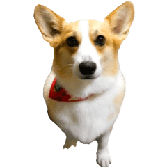 corgi-luke
