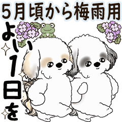 Moving Shih tzu (May to rainy season) 10