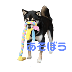 chico_20250406232807