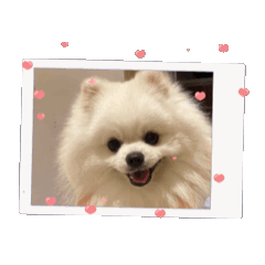 萌犬來襲旺汪動動