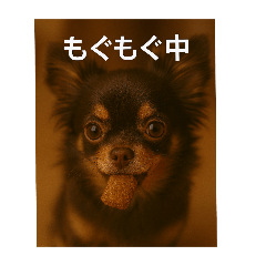 chihuahua_no_ren_20250406143441