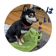sumire_20250406185349