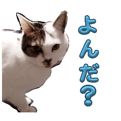 ray_20250406230009