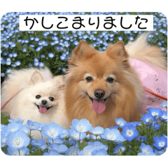 kinako_20250406230818