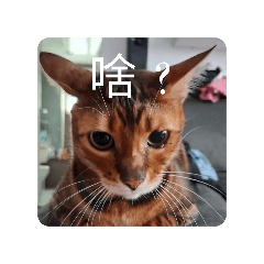 拉拉貓咪2