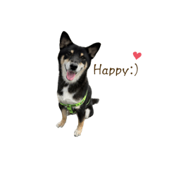 黑妞黑柴Shiba Inu