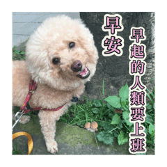 我的小黃好可愛
