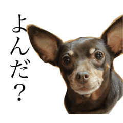 MiniaturePinscher.Lemon