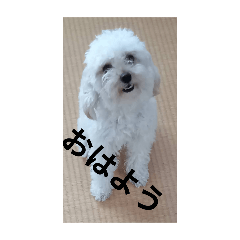 hamuhamu_20250407094226