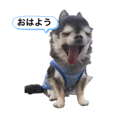 koto_20250407122712