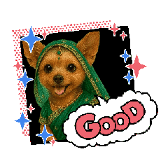Yorkshire Terrier Mimi Tis