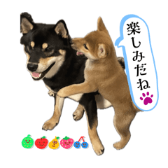 miho_20250407182301
