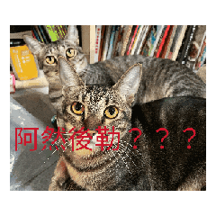 可愛的柚子糖糖