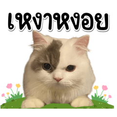 เค็มมี่จี๊ดนัว