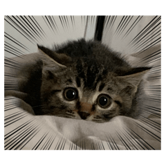 chacha_20250407172657