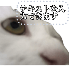 White cat 1 message sticker