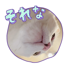 saori_20250407153711
