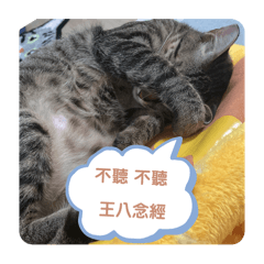 貴桂 照片版