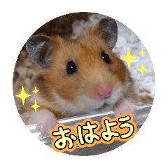 yama_20250407203828