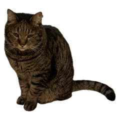 cat stamp250408