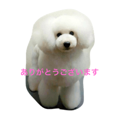 rokkasann