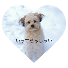 Love dogs !!