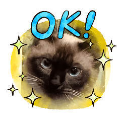 cat_20250407230035
