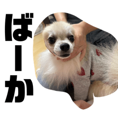 chi_20250407230146