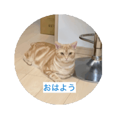 cat_20250407185952