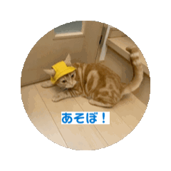 cat_20250407202941