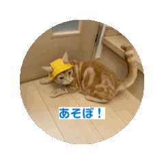 cat_20250407211238