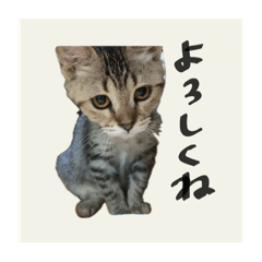 KINAKO ni kanpai