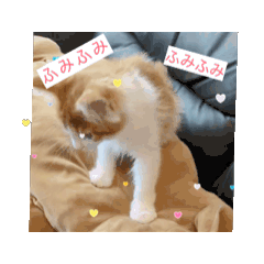 cat_20250408072748