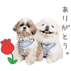 StampNo:5153