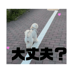 misa_20250408143104